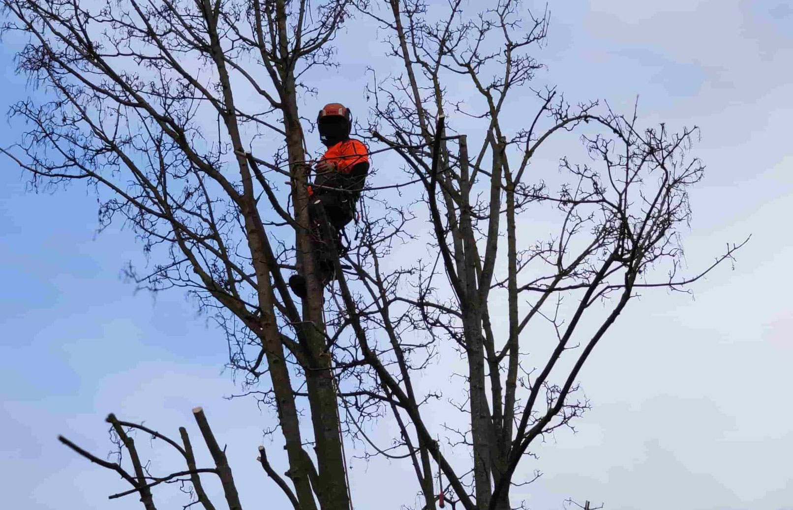 Elagueur Saint prix 95390