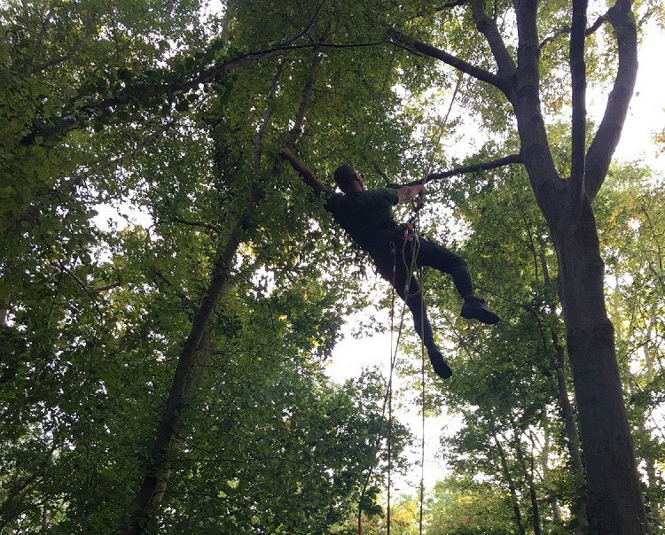 Elagage arbre Saint prix 95390